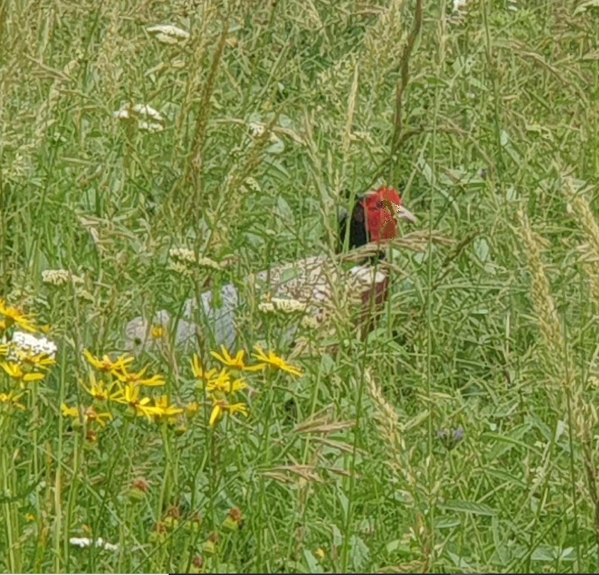 Seuls En Pleine Nature - Gite La Cote Blanche Puygaillard-de-Quercy Εξωτερικό φωτογραφία
